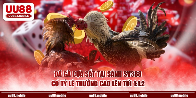 Đá gà cựa sắt tại sảnh SV388 có tỷ lệ thưởng cao lên tới 1:1.2